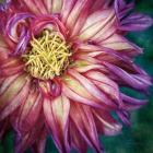 Dahlia I