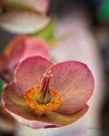 Lenton Rose III