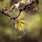 Passion Flower Vine I