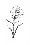 Line Carnation I