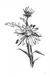 Line Echinacea I