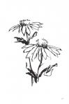 Line Echinacea II