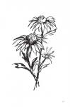 Line Echinacea III