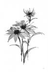 Wash Echinacea I