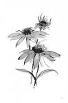 Wash Echinacea II