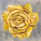 Yellow Roses II