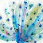 Peacock Glory V