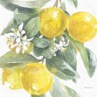 Citrus Charm Lemons I