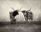 Texas Longhorns