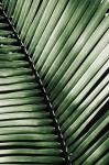 Palm Frond I Green