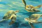 Sea Turtles