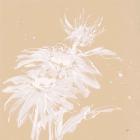 Echinacea I