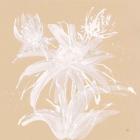 Echinacea III