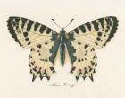 Natures Butterfly I