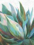 Agave Crop