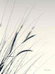 Field Grasses I