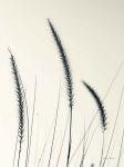 Field Grasses IV