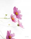 Pale Cosmos I