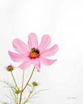 Pale Cosmos II