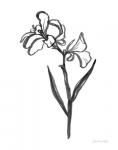 Ink Flower II