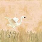 Egret Alighting I