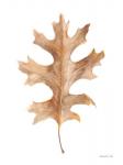 Fallen Leaf I