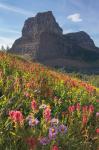 Boulder Pass Wildflowers