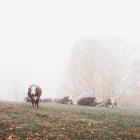 Misty Pasture