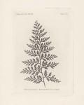 Fern Engraving