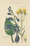 Botanical Print I