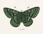 Antique Butterfly I