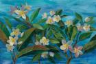 Oceanside Plumeria