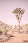 Joshua Tree III Blush