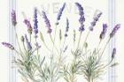 Floursack Lavender V