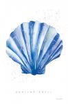 Scallop Shell