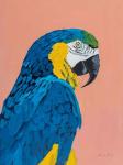 Blue and Gold Macaw