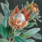 Deep Tropical Protea Crop