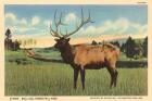 Elk I Crop