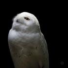 Snowy Owl Looks to the Sun