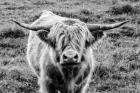 Highland Cow Staring Contest