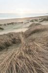 Beach Grasses