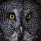 Great Grey Owl