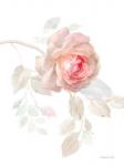 Gentle Rose I