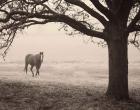 Hazy Horse I