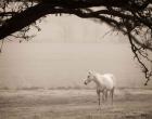 Hazy Horse II