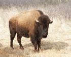 American Bison II