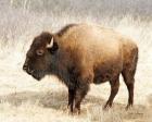 American Bison III