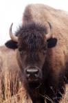 American Bison IV