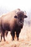 American Bison V