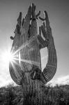 Sunset Saguaro